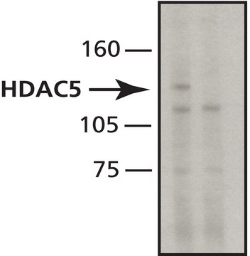 Anti-Histone Deacetylase 5 (HDAC5) antibody, Mouse monoclonal clone HDAC5-35, purified from hybridoma cell culture