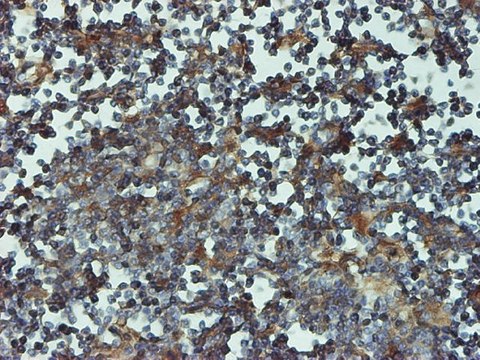 Monoclonal Anti-PSMB6 antibody produced in mouse clone 2A3-5A8, purified immunoglobulin, buffered aqueous solution