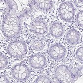 Anti-GHRL antibody produced in rabbit Prestige Antibodies&#174; Powered by Atlas Antibodies, affinity isolated antibody, buffered aqueous glycerol solution