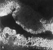 Anti-Cytokeratin 18 Antibody, clone RGE53 clone RGE53, Chemicon&#174;, from mouse