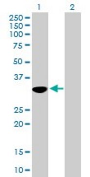 Anti-OVOL1 antibody produced in mouse purified immunoglobulin, buffered aqueous solution