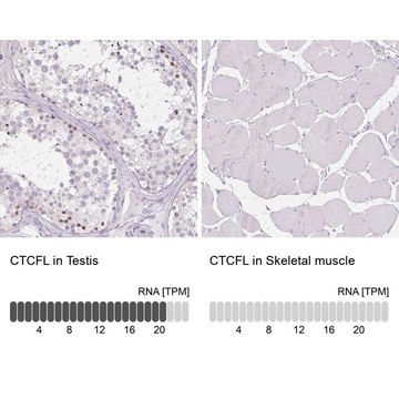 Anti-CTCFL antibody produced in rabbit Prestige Antibodies&#174; Powered by Atlas Antibodies, affinity isolated antibody, buffered aqueous glycerol solution