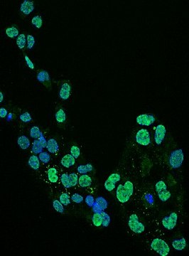 Anti-Olig2 Antibody, clone 211F1.1, Alexa Fluor&#8482;488 Conjugate | MABN50A4 clone 211F1.1, from mouse, ALEXA FLUOR&#8482; 488