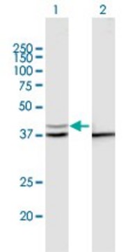 Anti-PSMD13 antibody produced in mouse purified immunoglobulin, buffered aqueous solution