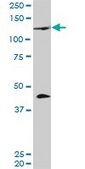 Monoclonal Anti-PRDM1 antibody produced in mouse clone 2B10, purified immunoglobulin, buffered aqueous solution