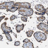 Anti-PVR antibody produced in rabbit Prestige Antibodies&#174; Powered by Atlas Antibodies, affinity isolated antibody, buffered aqueous glycerol solution