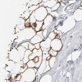 Anti-PLIN1 antibody produced in rabbit Prestige Antibodies&#174; Powered by Atlas Antibodies, affinity isolated antibody, buffered aqueous glycerol solution