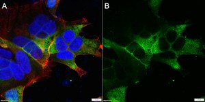Anti-HLA-DPB1 Antibody, clone 1E16 ZooMAb&#174; Rabbit Monoclonal recombinant, expressed in HEK 293 cells