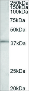 Anti-FOS antibody produced in goat affinity isolated antibody, buffered aqueous solution