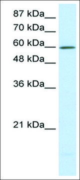 Anti-SLC30A9 (AB2) antibody produced in rabbit affinity isolated antibody