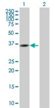 Anti-GMPR antibody produced in mouse purified immunoglobulin, buffered aqueous solution