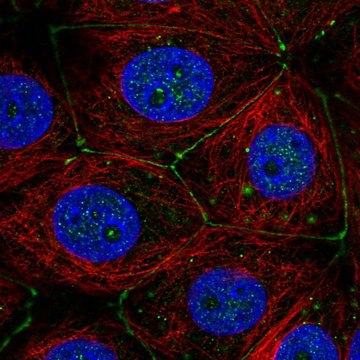 Anti-PLXNA3 antibody produced in rabbit Prestige Antibodies&#174; Powered by Atlas Antibodies, affinity isolated antibody