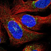 Anti-PRIM1 antibody produced in rabbit Prestige Antibodies&#174; Powered by Atlas Antibodies, affinity isolated antibody, buffered aqueous glycerol solution