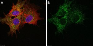 Anti-SLC19A1 Antibody, clone 2E11 ZooMAb&#174; Rabbit Monoclonal recombinant, expressed in HEK 293 cells