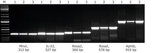 KAPA Mouse Genotyping Kit
