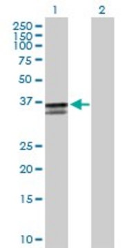 Anti-ST3GAL2 antibody produced in mouse purified immunoglobulin, buffered aqueous solution
