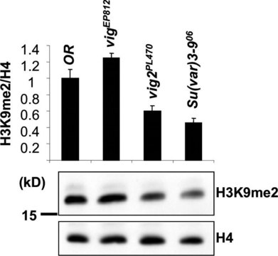 Anti-dimethyl-Histone H3 (Lys9) Antibody Upstate&#174;, from rabbit