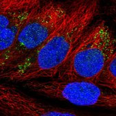 Anti-NDFIP2 antibody produced in rabbit Prestige Antibodies&#174; Powered by Atlas Antibodies, affinity isolated antibody, buffered aqueous glycerol solution