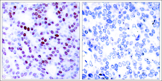 Anti-JUN (Ab-243) antibody produced in rabbit affinity isolated antibody