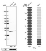 Anti-TFAM antibody produced in rabbit Prestige Antibodies&#174; Powered by Atlas Antibodies, affinity isolated antibody