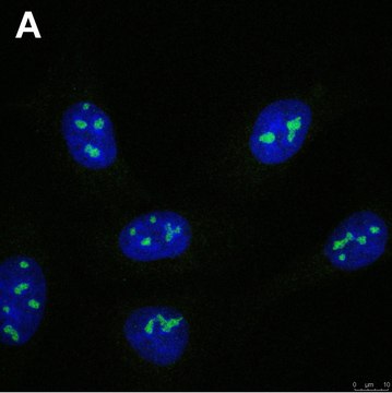 Anti-FTSJ3 Antibody, clone 3F4 ZooMAb&#174; Rabbit Monoclonal recombinant, expressed in HEK 293 cells