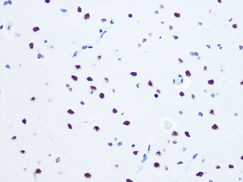 Anti-DHX9/RNA Helicase A antibody produced in rabbit