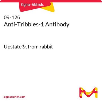 Anti-Tribbles-1 Antibody Upstate&#174;, from rabbit