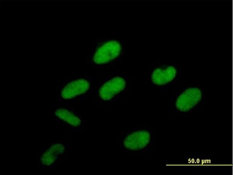 Anti-PCIF1 antibody produced in mouse purified immunoglobulin, buffered aqueous solution