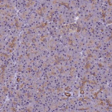 Anti-VWA3A antibody produced in rabbit Prestige Antibodies&#174; Powered by Atlas Antibodies, affinity isolated antibody, buffered aqueous glycerol solution