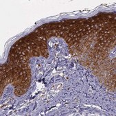 Anti-AHNAK2 antibody produced in rabbit Prestige Antibodies&#174; Powered by Atlas Antibodies, affinity isolated antibody, buffered aqueous glycerol solution