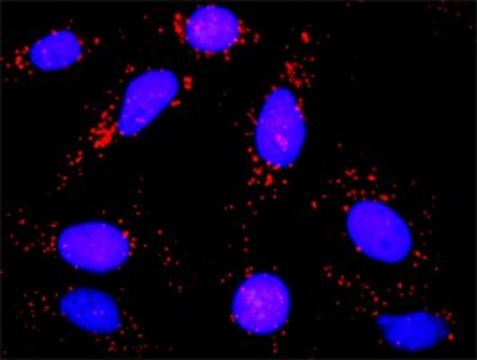 Monoclonal Anti-GNAI2 antibody produced in mouse clone 3G11, purified immunoglobulin, buffered aqueous solution