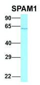 Anti-SPAM1 (C-terminal) antibody produced in rabbit affinity isolated antibody