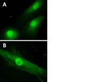 LentiBrite GFP Control Lentiviral Biosensor