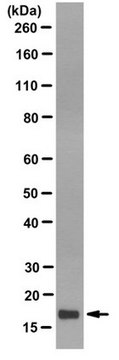 Anti-Histone H3.3 Antibody, clone 6C4A3 clone 6C4A3, 1&#160;mg/mL, from rat