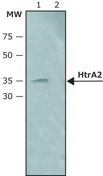 Anti-HtrA2 (C-terminal) antibody produced in rabbit ~1.5&#160;mg/mL, affinity isolated antibody, buffered aqueous solution