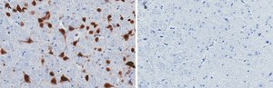 Anti-NeuN Antibody, clone 13E6, ZooMAb&#174; Rabbit Monoclonal recombinant, expressed in HEK 293 cells