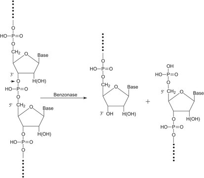 Benzonase&#174; Nuclease, ultrapure &#8805;250&#160;units/&#956;L, &#8805;99% (SDS-PAGE), recombinant, expressed in E. coli, buffered aqueous glycerol solution, ultrapure grade