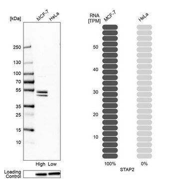 Anti-STAP2 antibody produced in rabbit Prestige Antibodies&#174; Powered by Atlas Antibodies, affinity isolated antibody, buffered aqueous glycerol solution