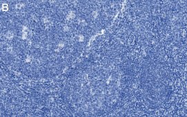Anti-ASC/PYCARD Antibody, clone 1C19 ZooMAb&#174; Rabbit Monoclonal recombinant, expressed in HEK 293 cells