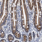 Anti-JAG1 antibody produced in rabbit Prestige Antibodies&#174; Powered by Atlas Antibodies, affinity isolated antibody, buffered aqueous glycerol solution