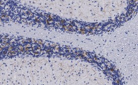 Anti-VGLUT2 Antibody, clone 3C2, ZooMAb&#174; Rabbit Monoclonal recombinant, expressed in HEK 293 cells