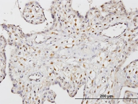 Monoclonal Anti-STK33 antibody produced in mouse clone 3F10, purified immunoglobulin, buffered aqueous solution