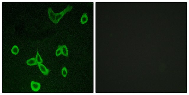 Anti-HRH4 antibody produced in rabbit affinity isolated antibody