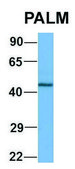 Anti-PALM (N-terminal) antibody produced in rabbit affinity isolated antibody