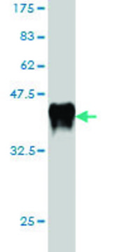 Monoclonal Anti-ALS2 antibody produced in mouse clone 4F9, purified immunoglobulin, buffered aqueous solution