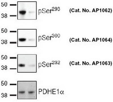 PhosphoDetect Anti-PDH-E1&#945; (pSer&#178;&#179;&#178;) Rabbit pAb liquid, Calbiochem&#174;