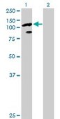 Anti-TCEB3 antibody produced in rabbit purified immunoglobulin, buffered aqueous solution