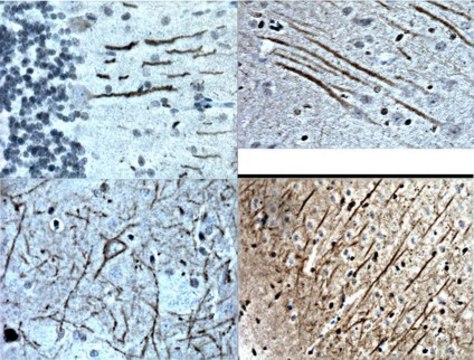 Anti-Substance P Receptor Antibody Chemicon&#174;, from guinea pig