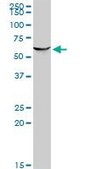 Monoclonal Anti-PSIP1 antibody produced in mouse clone 1C4, purified immunoglobulin, buffered aqueous solution