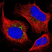 Anti-STK11IP antibody produced in rabbit Prestige Antibodies&#174; Powered by Atlas Antibodies, affinity isolated antibody, buffered aqueous glycerol solution